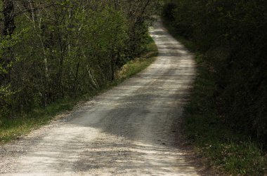 Tuscany 'deki köy yolu, ormanın ortasında ve etrafını selvi ve kozalaklı ağaçlar sarmış. 