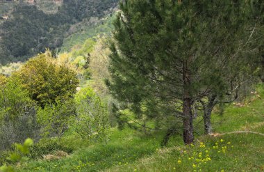 Ağaçlı güzel bir manzara.