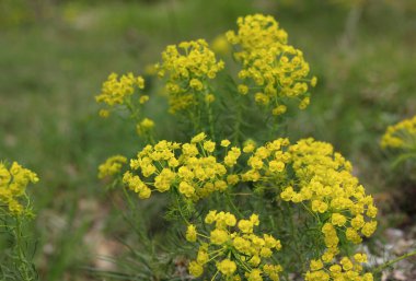yellow dandelion flowers in a meadow at sunset.