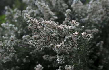 green leaves and a tree in the forest