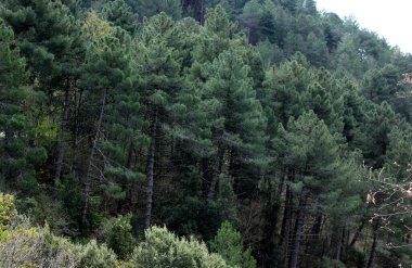 Toskana 'da çeşitli ağaçların bulunduğu sık bir ormanın üst manzarası 
