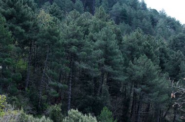 Toskana 'da çeşitli ağaçların bulunduğu sık bir ormanın üst manzarası 