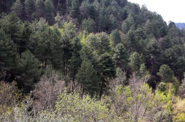 Toskana 'da çeşitli ağaçların bulunduğu sık bir ormanın üst manzarası 