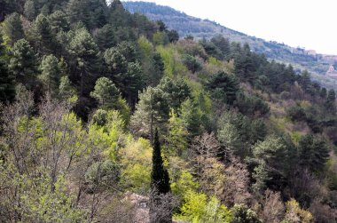 Toskana 'da çeşitli ağaçların bulunduğu sık bir ormanın üst manzarası 