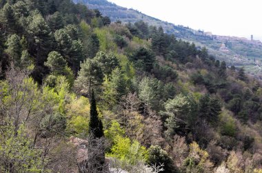 Toskana 'da çeşitli ağaçların bulunduğu sık bir ormanın üst manzarası 