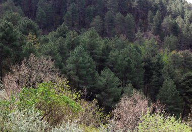Ormanın güzel manzarası