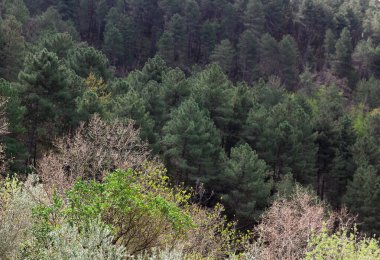 Toskana 'da çeşitli ağaçların bulunduğu sık bir ormanın üst manzarası 