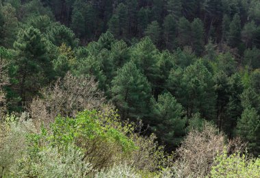 Toskana 'da çeşitli ağaçların bulunduğu sık bir ormanın üst manzarası 