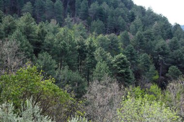 Ormanın güzel manzarası