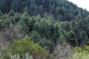 Toskana 'da çeşitli ağaçların bulunduğu sık bir ormanın üst manzarası 
