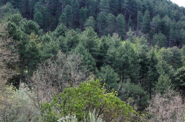 Toskana 'da çeşitli ağaçların bulunduğu sık bir ormanın üst manzarası 