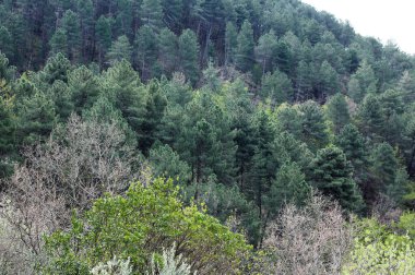 Toskana 'da çeşitli ağaçların bulunduğu sık bir ormanın üst manzarası 