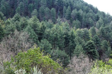 Toskana 'da çeşitli ağaçların bulunduğu sık bir ormanın üst manzarası 