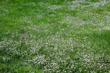 Bahçedeki güzel çiçekler.