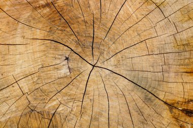 Eski bir ağacın testere kesiği, sarı, kahverengi ve bej, hangi yüzyıllık halkalar görülebilir. 