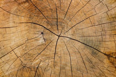 Eski bir ağacın testere kesiği, sarı, kahverengi ve bej, hangi yüzyıllık halkalar görülebilir. 