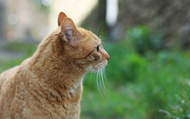 Sokakta kırmızı kedi