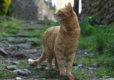 cat in a park. a dog walks in the street
