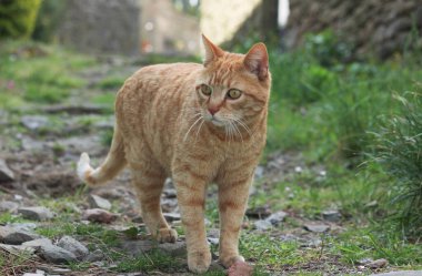 Yeşil çimlerin üzerinde bir kedi