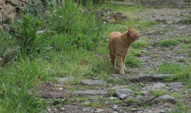 Kırmızı bir sokak kedisi portresi, bulanık yeşil bir arka plan karşı 