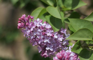Baharda leylak çiçekleri