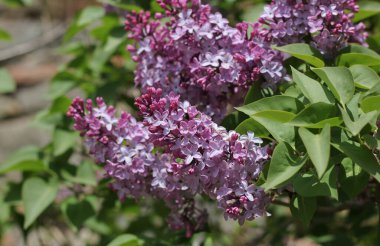Bahçedeki güzel leylak çiçekleri