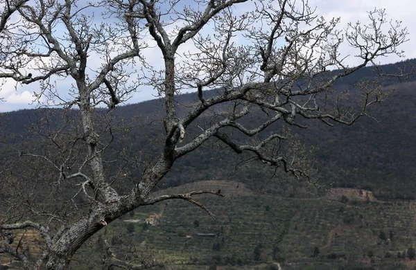 커다란 나무와 가지들 — 스톡 사진