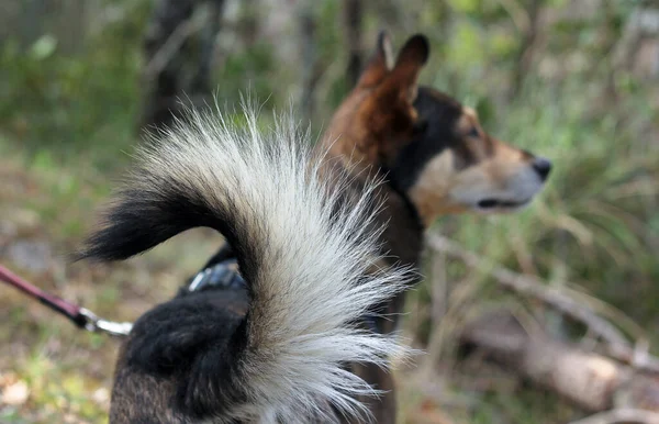 Kabarık kuyruklu bir köpeğin portresi bulanık bir doğayla çevrili. 