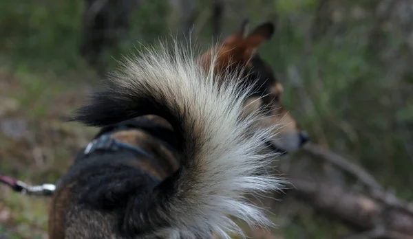 毛茸茸的大尾巴 周围背景模糊的狗的肖像 — 图库照片