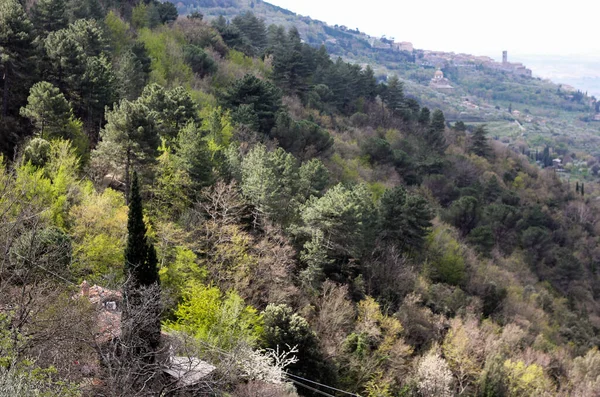 Top Kilátás Egy Sűrű Erdő Különböző Fák Toszkánában — Stock Fotó