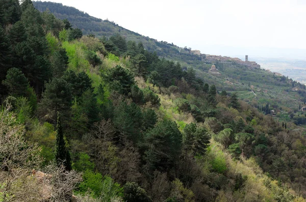 Vista Superior Uma Floresta Densa Com Várias Árvores Toscana — Fotografia de Stock