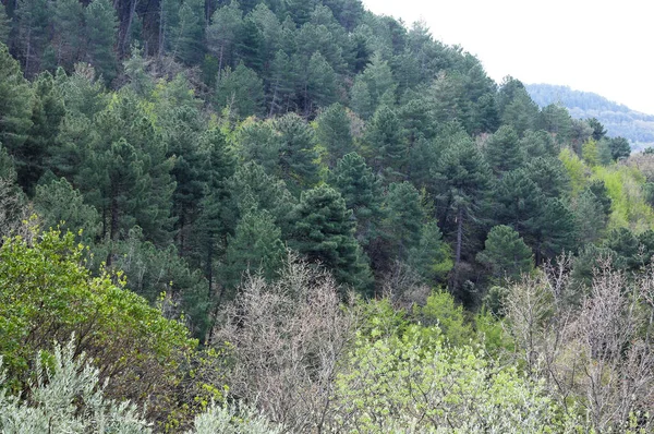 Vista Superior Denso Bosque Con Varios Árboles Toscana —  Fotos de Stock