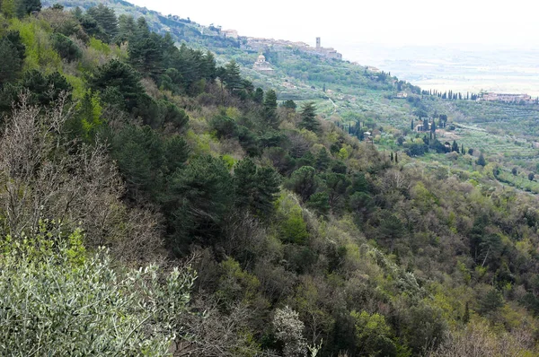 Vista Superior Uma Floresta Densa Com Várias Árvores Toscana — Fotografia de Stock