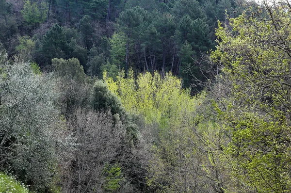 Ovanifrån Tät Skog Med Olika Träd Toscana — Stockfoto