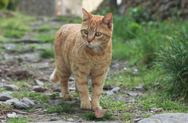 Retrato Gato Gengibre Rua Contra Fundo Natureza Verde Desfocado — Fotografia de Stock