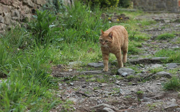 Retrato Gato Jengibre Calle Sobre Fondo Verde Borroso Naturaleza — Foto de Stock