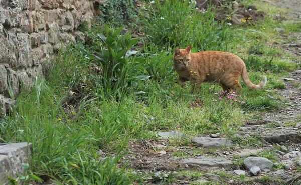 Ritratto Gatto Zenzero Strada Sullo Sfondo Una Natura Verde Sfocata — Foto Stock