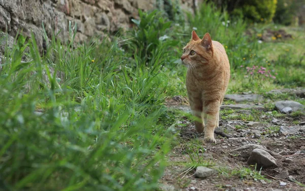 Retrato Gato Jengibre Calle Sobre Fondo Verde Borroso Naturaleza — Foto de Stock