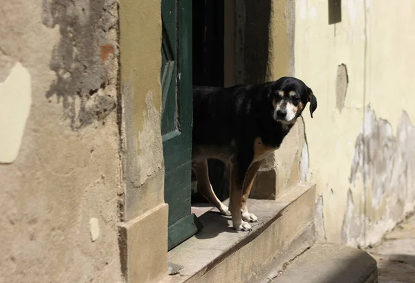 a dog peeks out from behind a door in a medieval town in the city