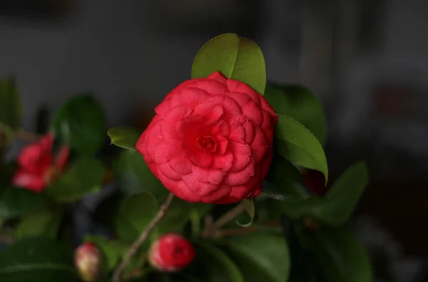 Rote Kamelienblüte Auf Dunklem Verschwommenem Hintergrund — Stockfoto