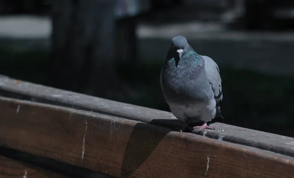 Porträtt Duva Som Sitter Kanten Bänk Suddig Natur — Stockfoto