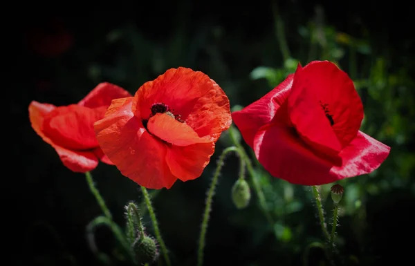 Poppies Surrounded Dark Blurred Background — Stock Photo, Image