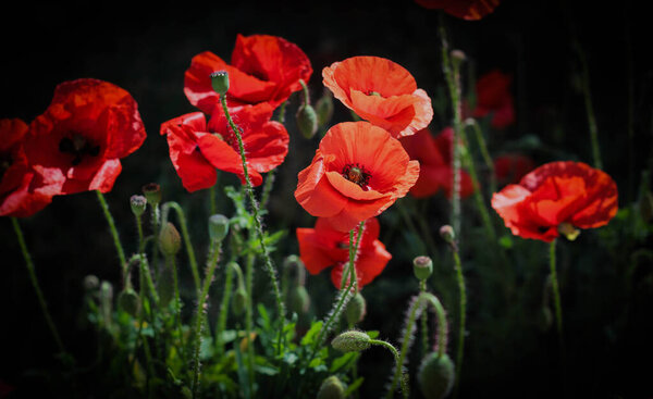 poppies surrounded by dark blurred background