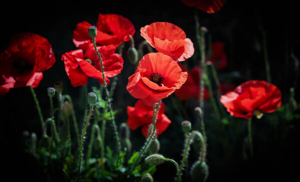 poppies surrounded by dark blurred background