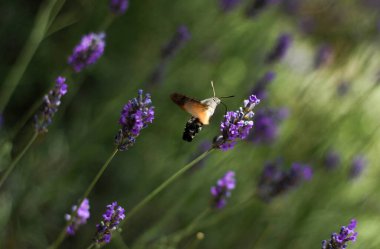 Şahin güveleri, Sphingidae, sinekkuşu lavantanın üzerinde uçuyor. Etrafı lavanta lekeleriyle çevrili. 