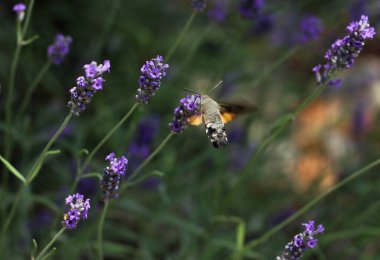 Şahin güveleri, Sphingidae, sinekkuşu lavantanın üzerinde uçuyor. Etrafı lavanta lekeleriyle çevrili. 