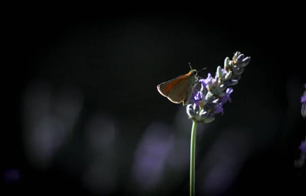 Una Mariposa Sentada Sobre Una Flor Lavanda Rodeada Por Fondo — Foto de Stock