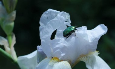 Beyaz iris çiçeğinin üzerinde oturan yeşil böcek koyu bulanık arka planla çevrili. 