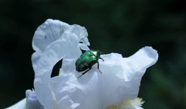 Beyaz iris çiçeğinin üzerinde oturan yeşil böcek koyu bulanık arka planla çevrili. 