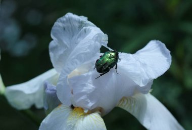 Beyaz iris çiçeğinin üzerinde oturan yeşil böcek koyu bulanık arka planla çevrili. 